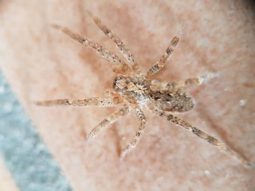 Zoropsis sp.